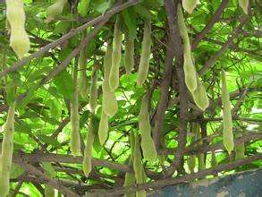 豆角没熟吃了的中毒现象,豆角没熟会中毒案例