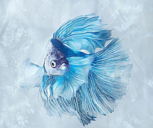 手把手教你手工刺绣最常规的方法,刺绣教程十种初学者必学手工刺绣