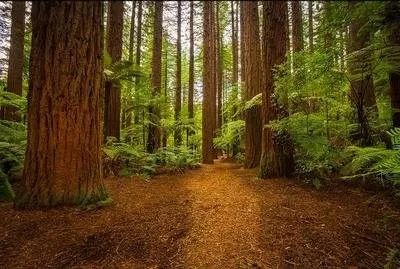 难忘的新西兰之行,在新西兰难忘的日子