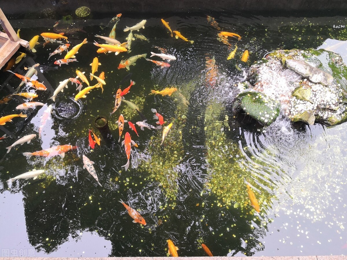 江南的秋天,温柔诗意,漫步姑苏城感受岁月静好,人间值得