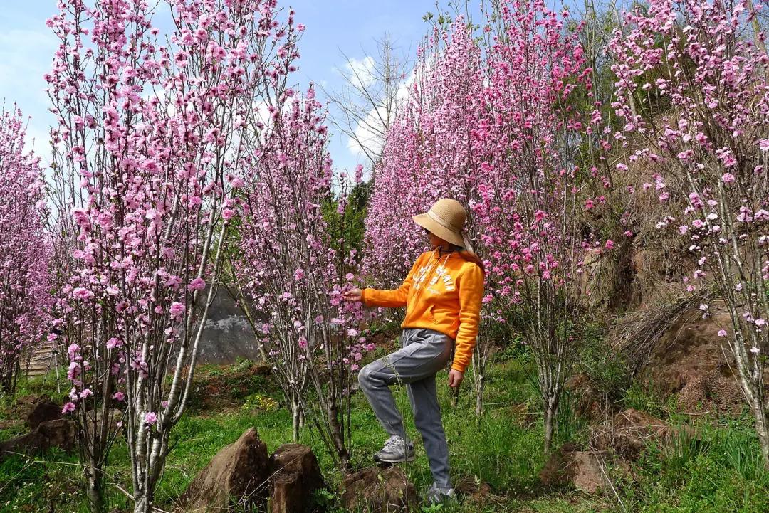 云赏花的小视频,云赏花路