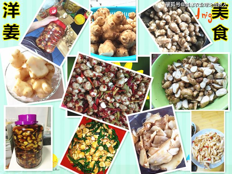 盆栽洋姜的方法,家庭种洋姜的正确方法