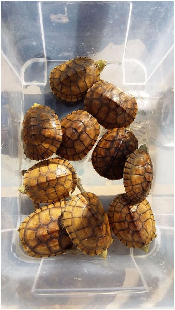 国龟成长记,国龟之草龟