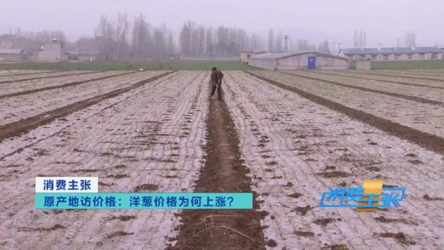 洋葱价格及出口情况,全国各地洋葱产地批发价格