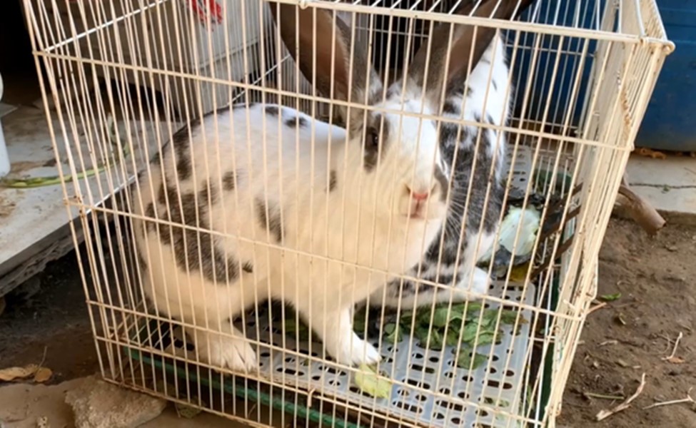 天冷了多吃羊肉好处多,天冷了多吃牛羊肉