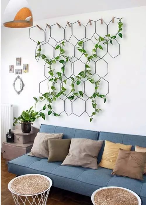 吸甲醛吸苯植物十大排行榜,什么绿色植物吸甲醛和苯