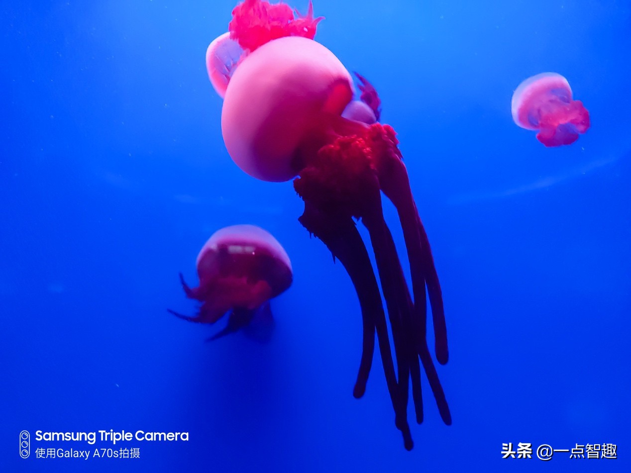 三星a70与a70s拍照对比,三星galaxya70拍照效果