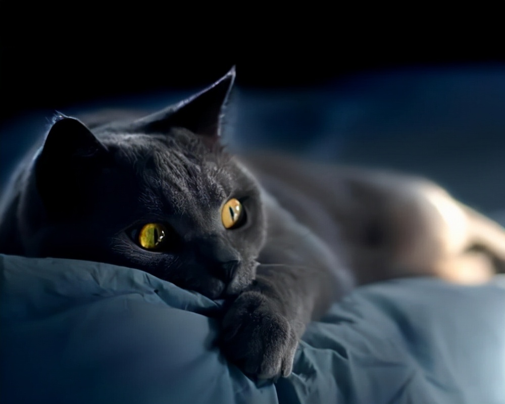 猫猫疾病预判,猫猫什么情况下容易得病