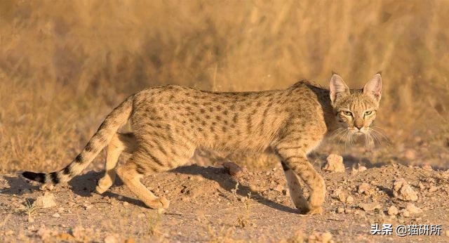 猫砂世界最重要的发明之一,为什么说猫砂是伟大的发明