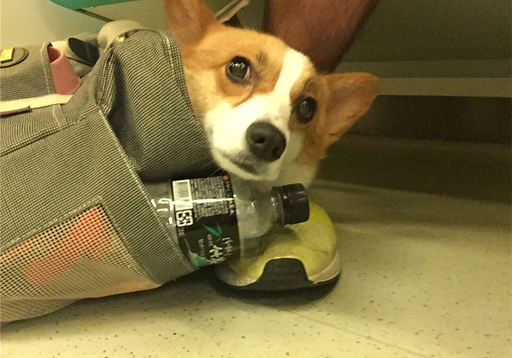 辟谣，山羊奶比牛奶更适合宠物，这一传言背后，其实暗藏风波