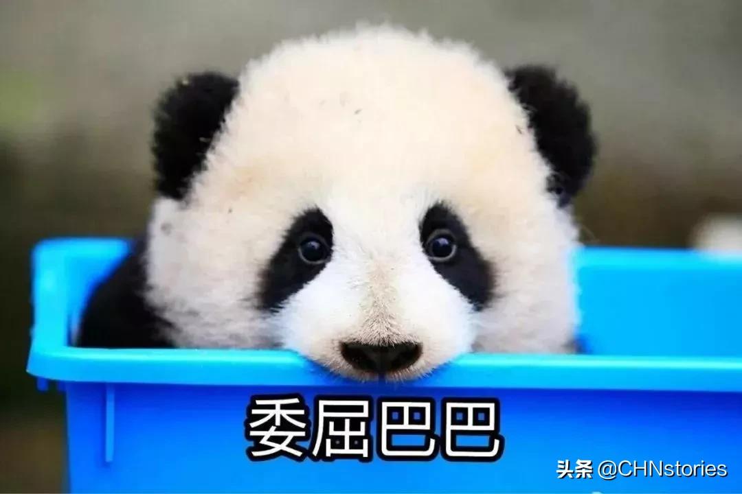 熊猫贝贝美国饲养员,海归大熊猫贝贝中国饲养员