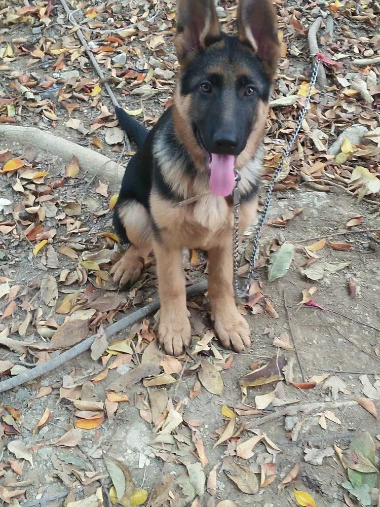 温柔的德牧视频,牧羊犬来福