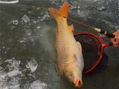 黑坑水底浆层如何处理,黑坑浆层太厚小药加多少