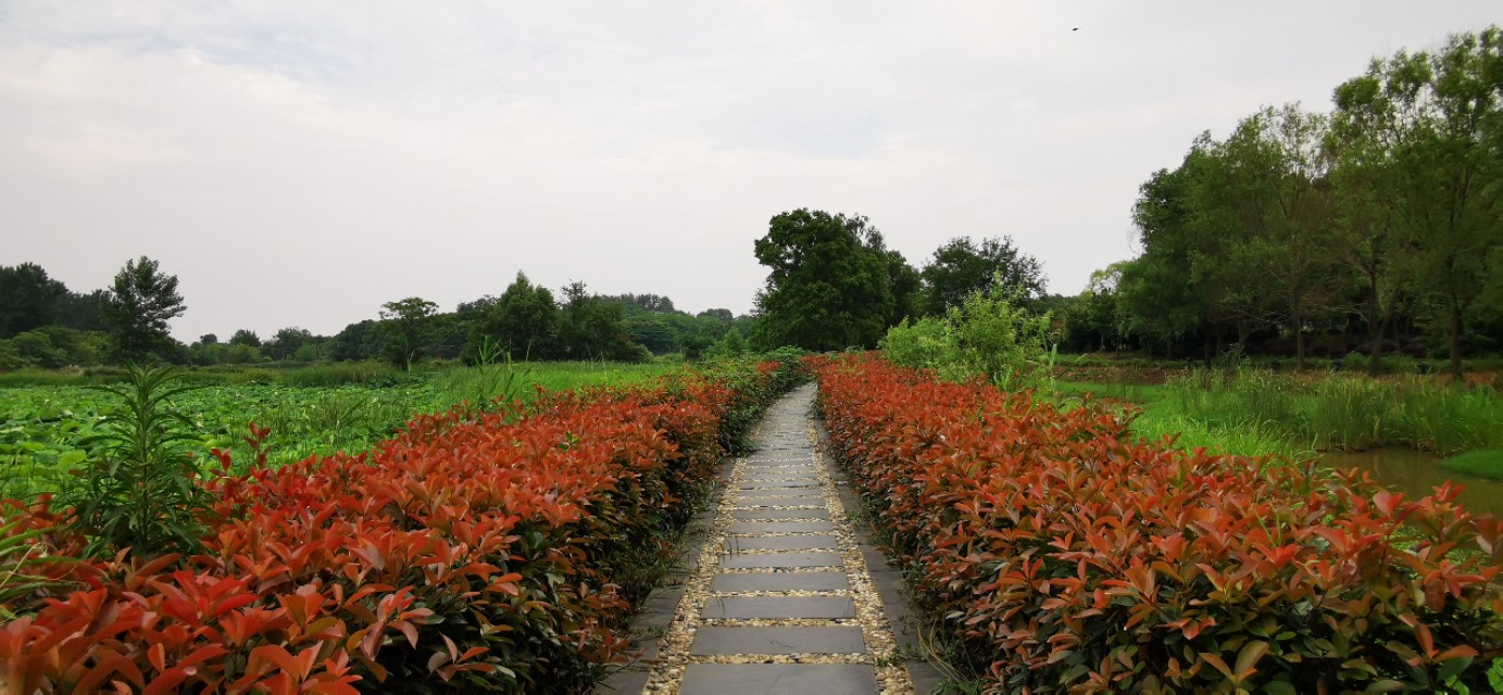 后官湖湿地公园环游,后官湖湿地公园游后感