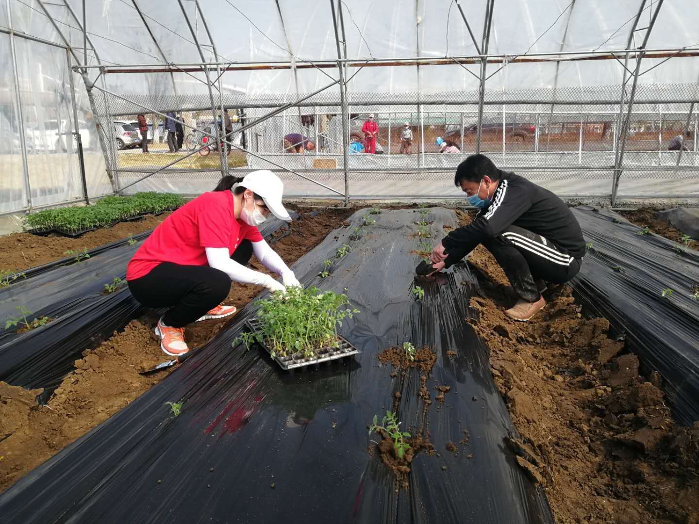 寒潮定植,大棚蔬菜如何应对低温