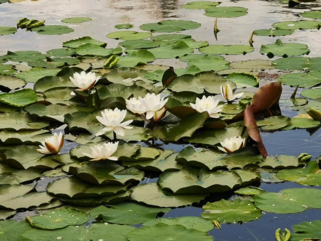 延边端午旅游推荐,浓情端午粽享民俗