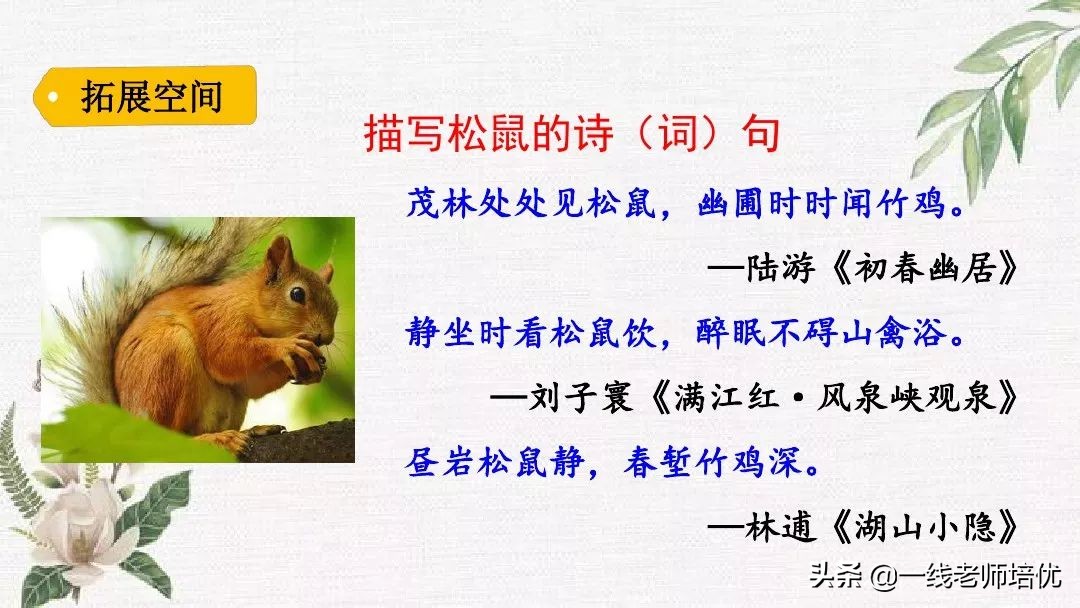 语文五年级上册第17课松鼠资料,部编版五年级上册第17课松鼠课件