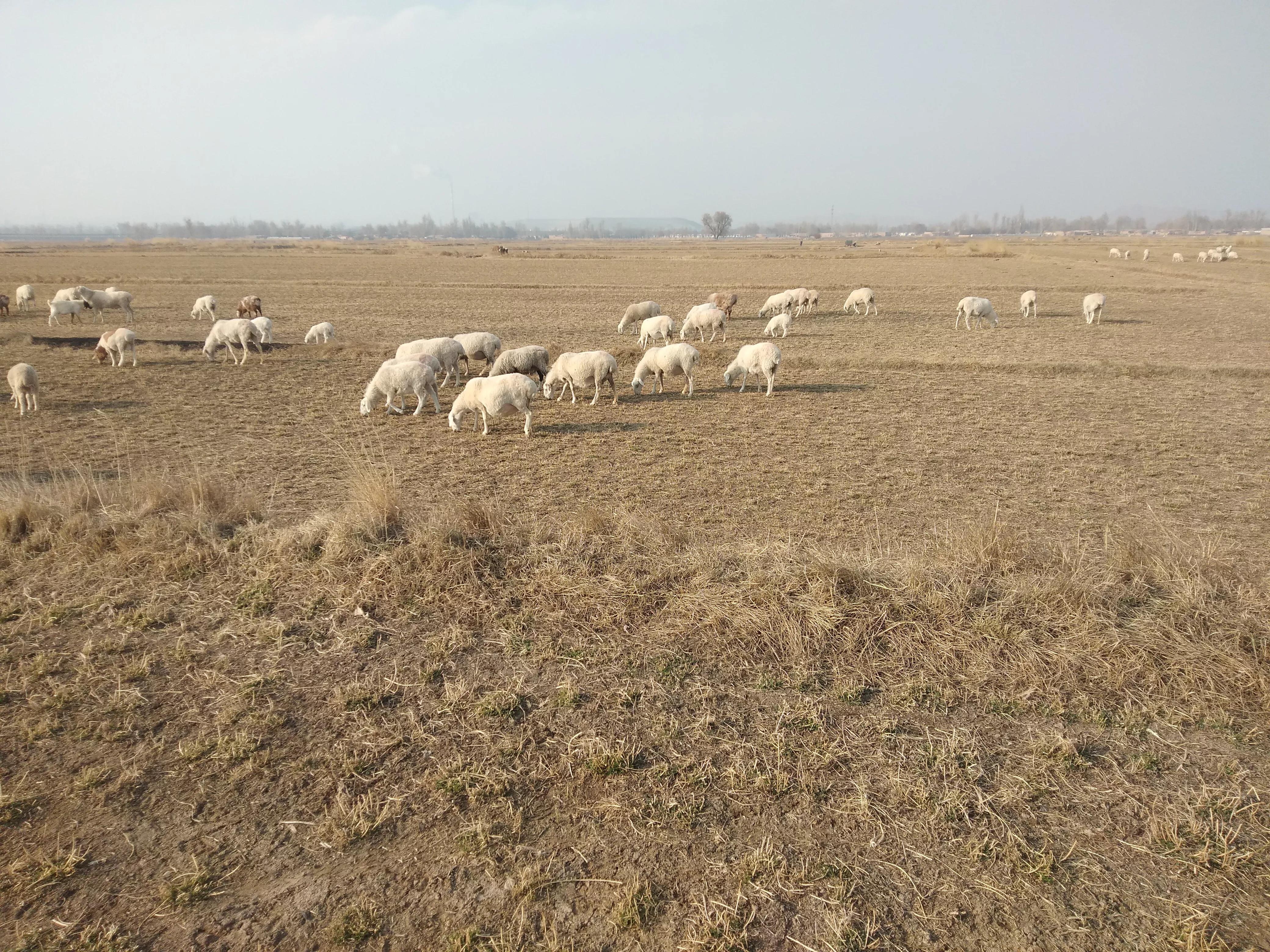 养一只大母羊一年的利润多少,一只母羊一年能赚1000