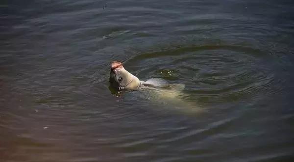 黑坑钓鲫鱼塘底有淤泥怎么调漂,黑坑泥浆层厚怎么调漂钓鲤鱼