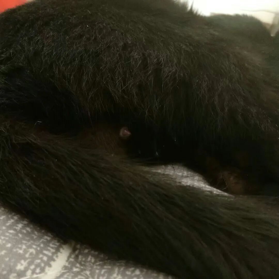 猫咪原来也会做梦,猫会做梦梦到主人吗