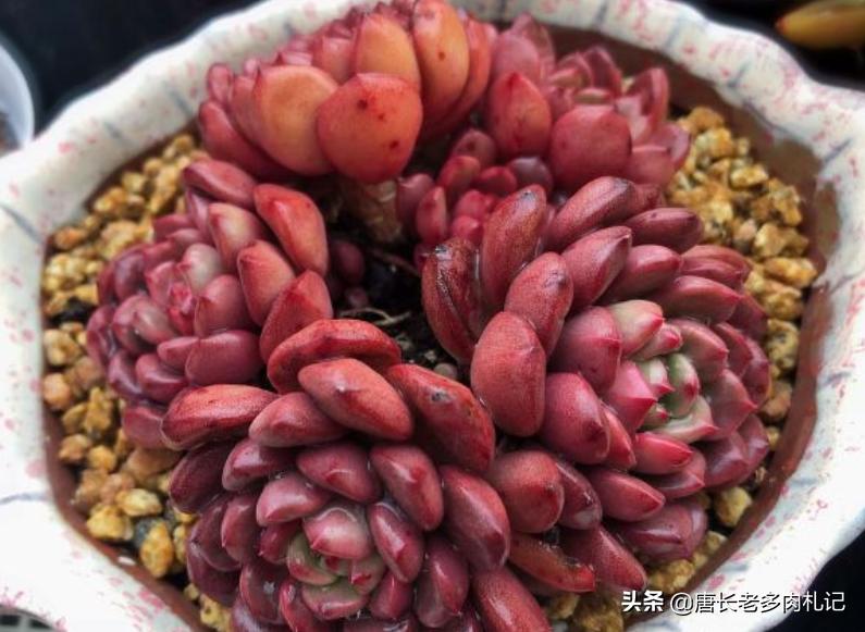 多肉蓝精灵长花箭咋办,红宝石为什么又细又长