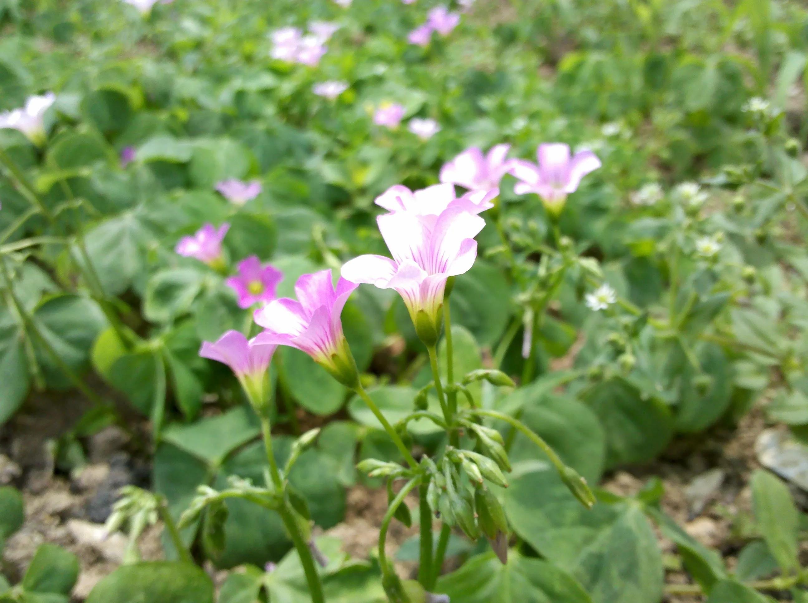 曾经特别火的拍照手机,那些年的拍照手机