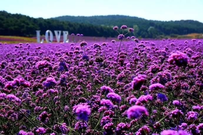 沈阳情侣旅游攻略必去景点,沈阳适合情侣去的免费旅游景点