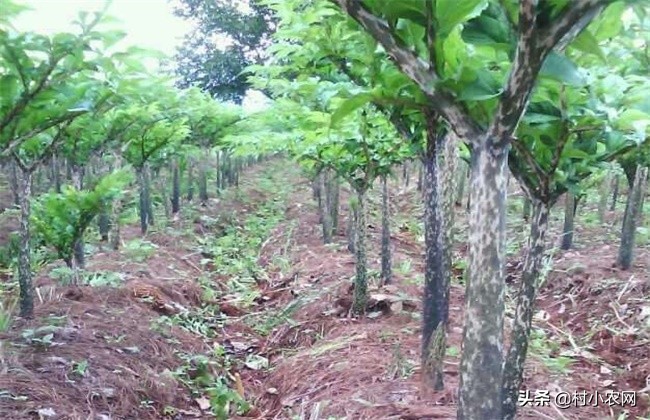 魔芋种植成功率高吗,未来魔芋种植前景如何