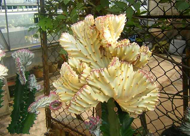 彩春峰嫁接时包扎伤口吗,彩春峰嫁接