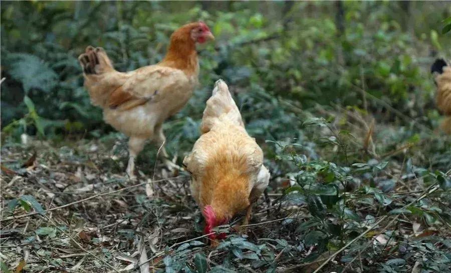 离杭17min，意大利设计师做了一个“最中国”的庄园，媲美安缦