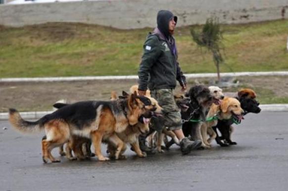 狗狗一天遛几遍为好不拉屎,狗一般一天遛狗几次