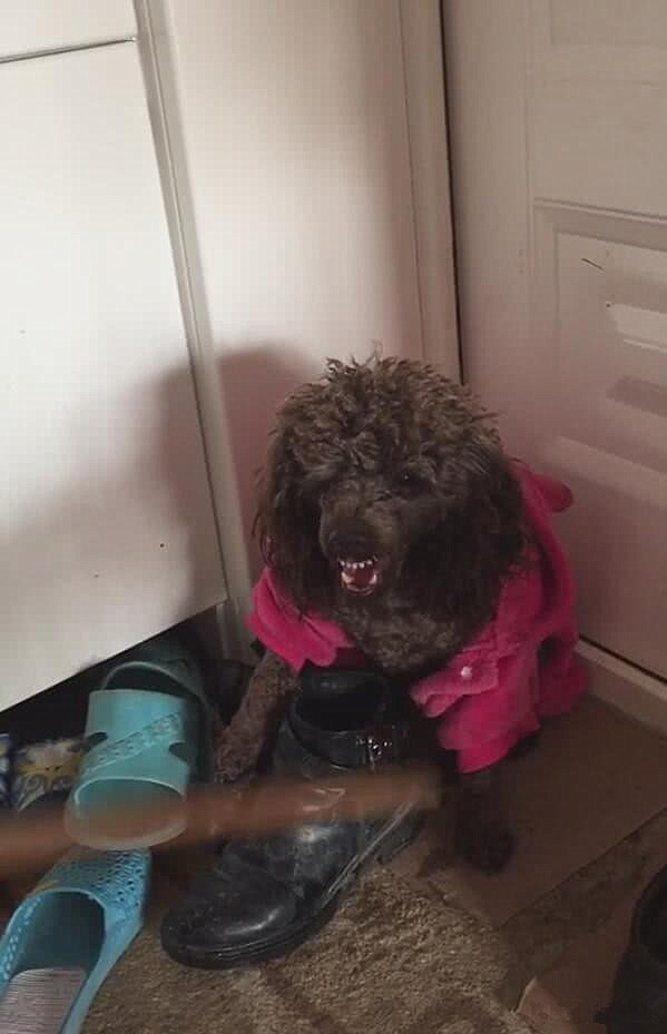 泰迪不听训反而咬你怎么办,泰迪发脾气