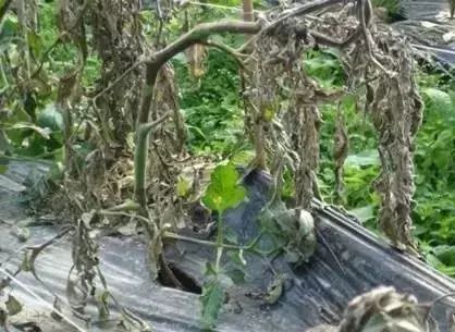 保护地栽培番茄容易出现哪些病害,春季露天番茄常见病害图及防治