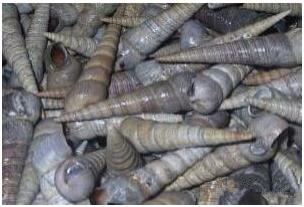 看图识海鲜，这些水产海鲜你都认识吗？