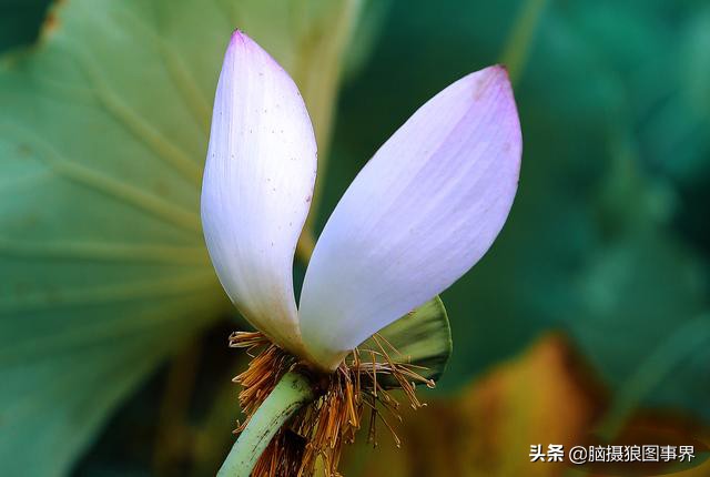 拍摄荷花的十个方法,用荷花花瓣怎样拍好看