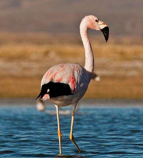 广东常见鸟类图谱图文,广东常见鸟类图谱