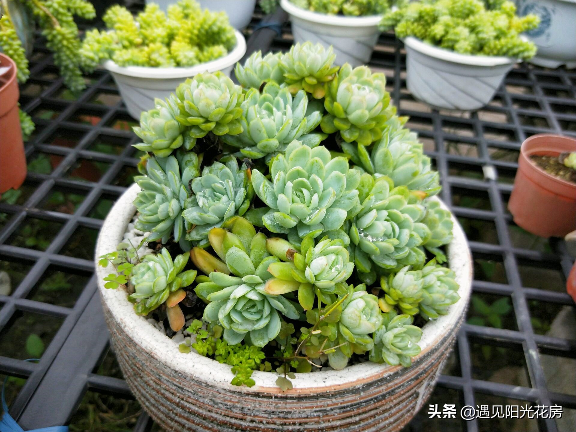 多肉冰莓,超大多肉冰莓