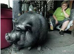 如何看待为了保护动物而吃素,素食拯救了我的生命