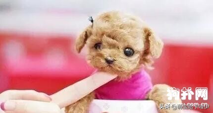 茶杯犬可不可爱会不会咬人,养茶杯犬的好处