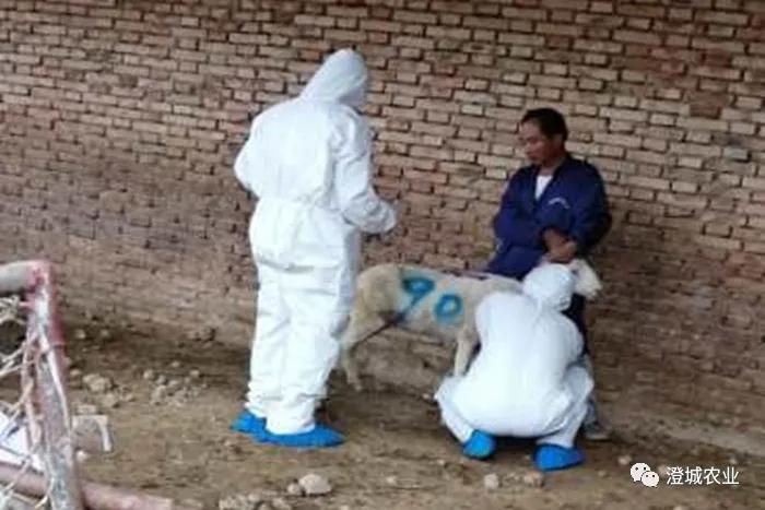 兰陵县疫情防控工作,布病防控宣传