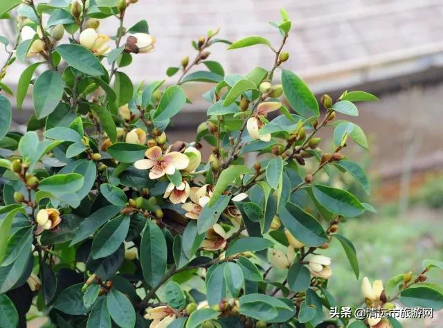 美景就在家门口下句是,美景就在家门外