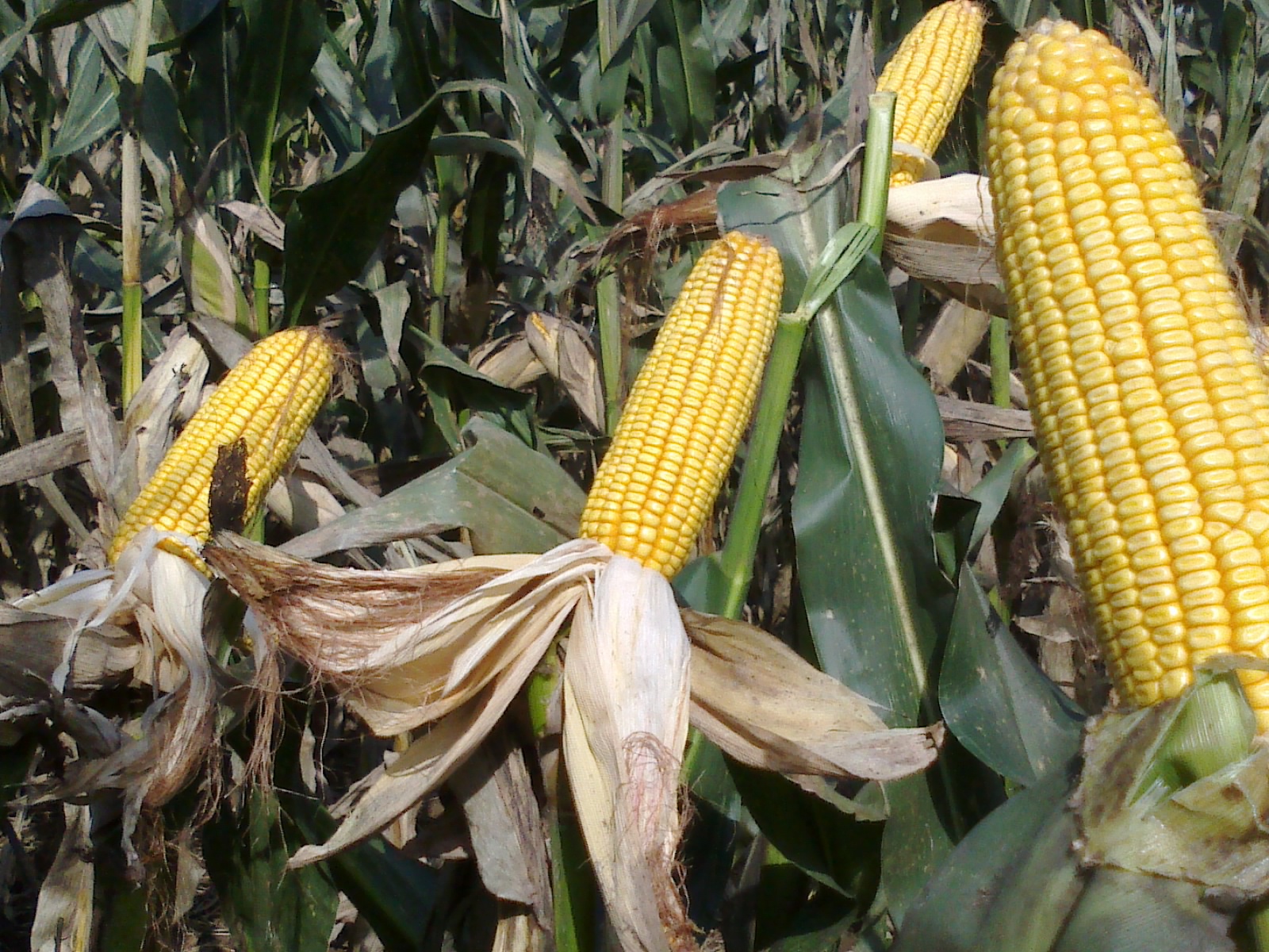 黄淮地区夏播东单1331品种简介,黄淮地区优质高产小麦品种有哪些