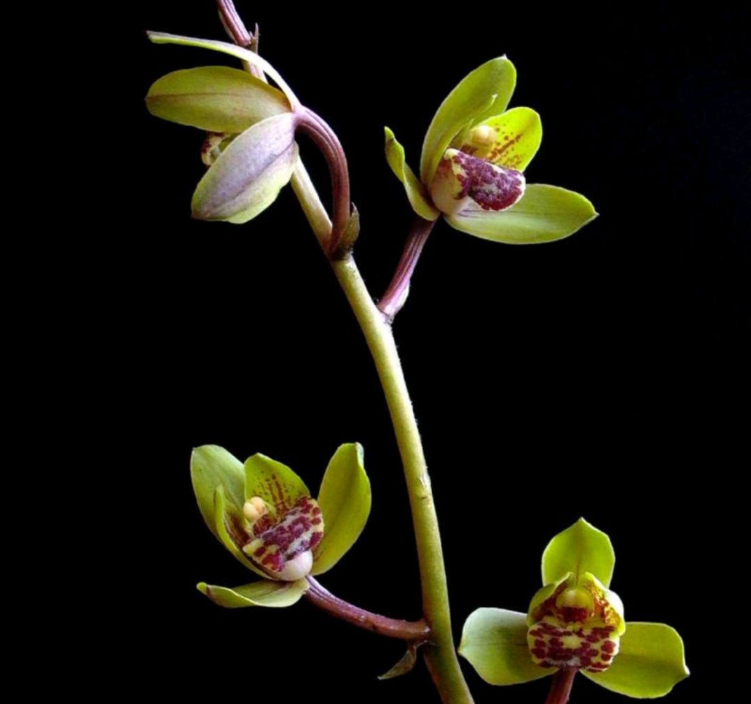 蕙兰有花苞了这个时候放什么肥料,蕙兰开花苞后怎么养护