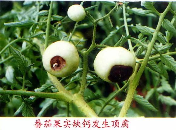 专家介绍天门冬氨酸钙,天门冬氨酸钙好吗