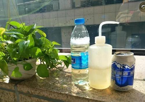 绿萝怎么养越来越旺小妙招,绿萝需要怎么养才能养得越来越好