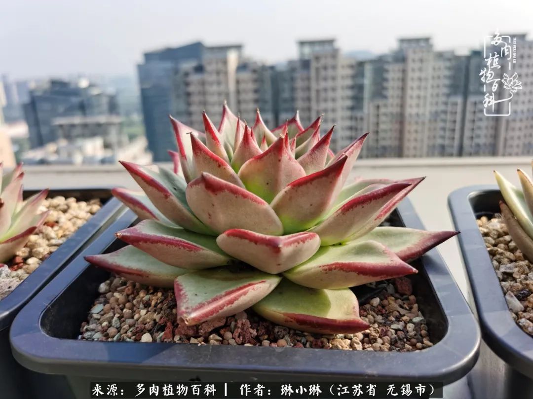 又到多肉变美时，一切都鼓励我积极向前