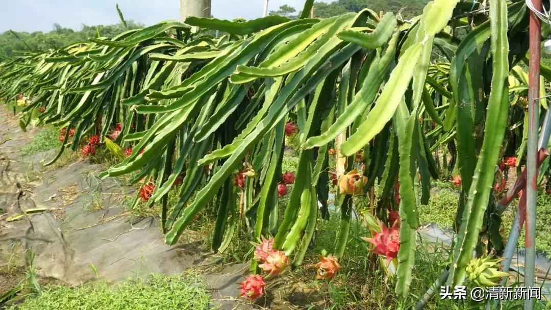 火龙果爆开,红心火龙果大爆单