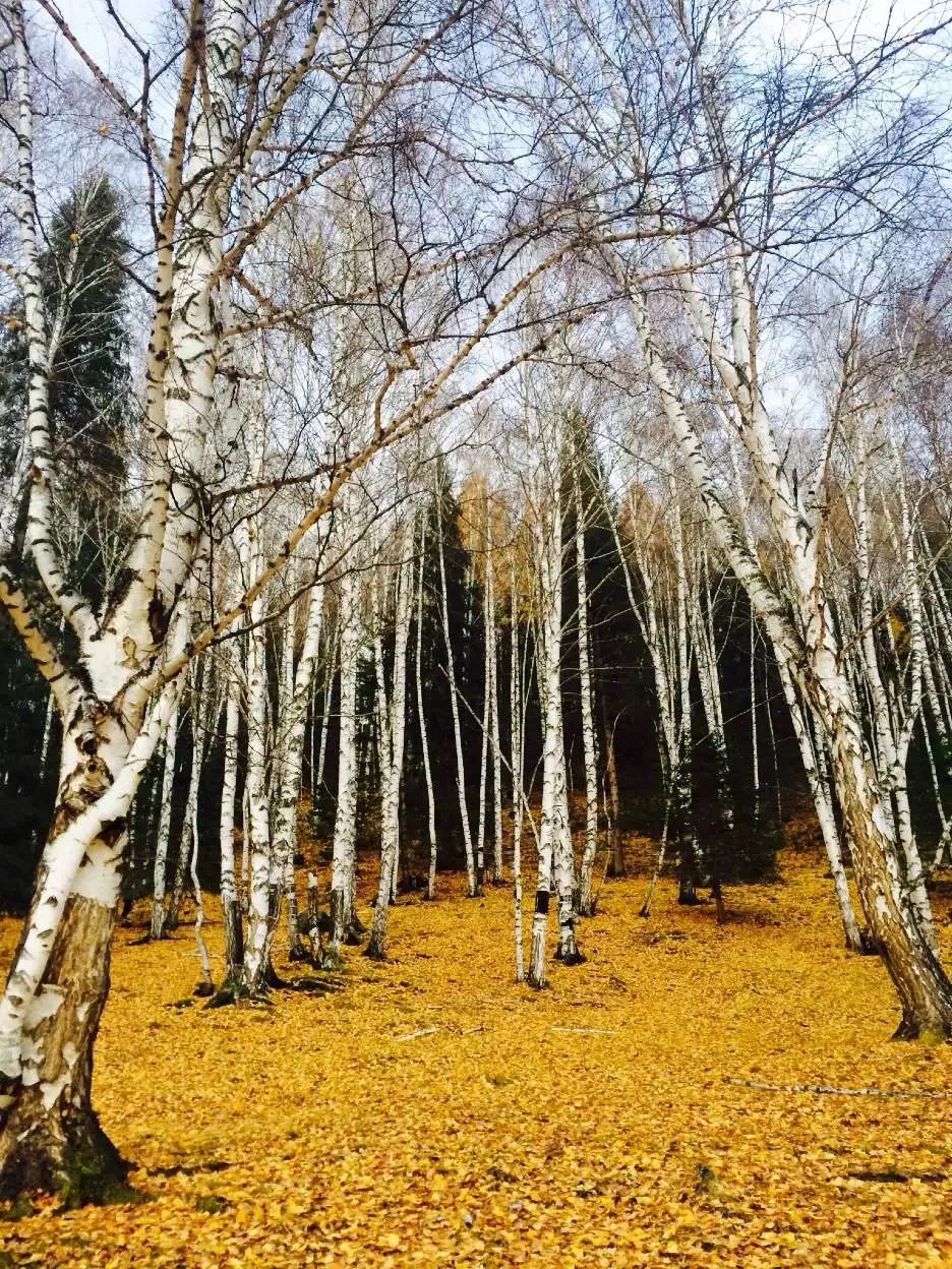 抖音做完酒店，又开始做旅行社“*梦春**”