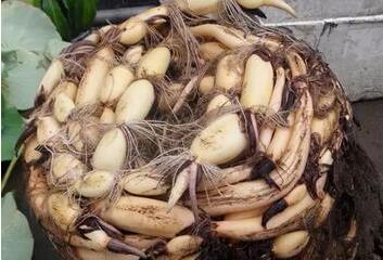 大缸种藕芽视频教程,家庭水缸种藕的方法视频