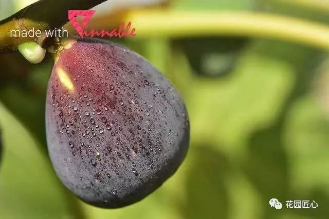 想自己种一棵树,想种自己的树